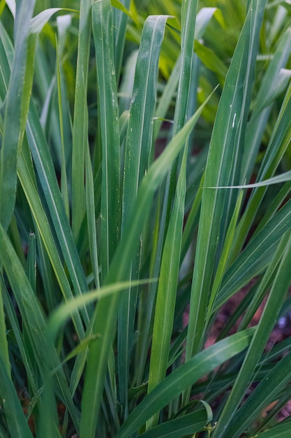 Sugarcane leaves detail with a sunset