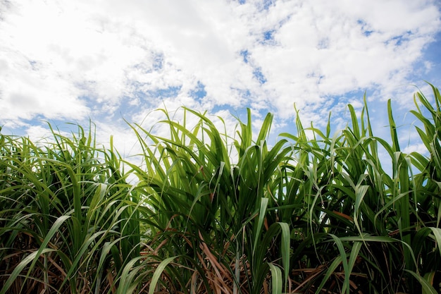 Photo sugarcane of leaves with sky