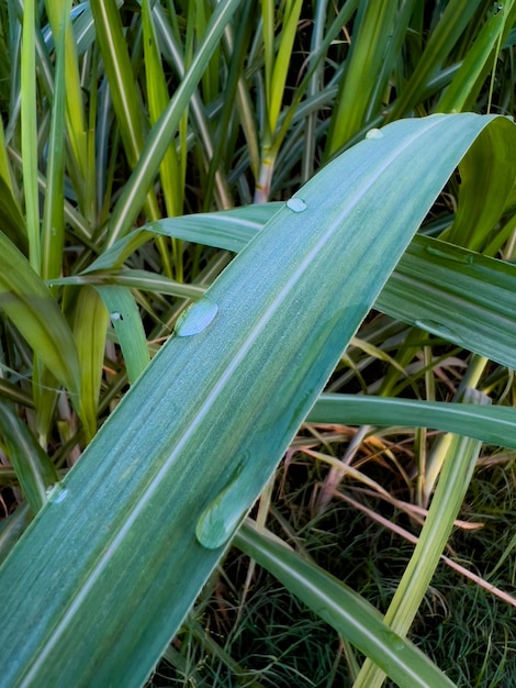 Sugarcane leaves