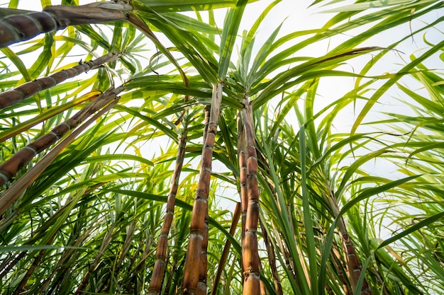 Photo sugarcane plant