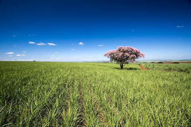 Sugarcane plantation field on sunny day. Agriculture.