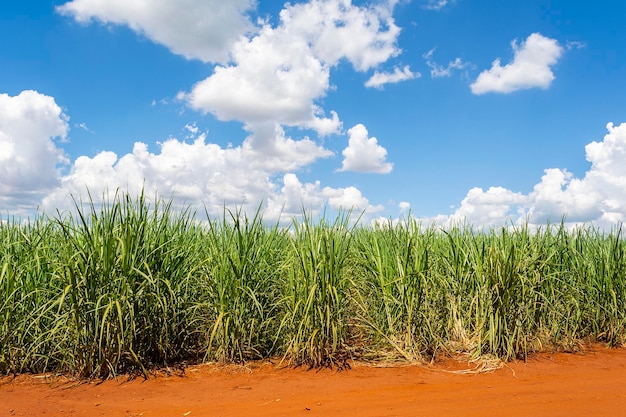 Фото Плантация сахарного тростника в солнечный день