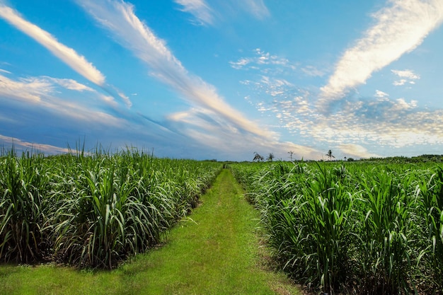 Photo sugarcane plantation and sugarcane plantation walkway during beautiful sky and white clouds in thailand