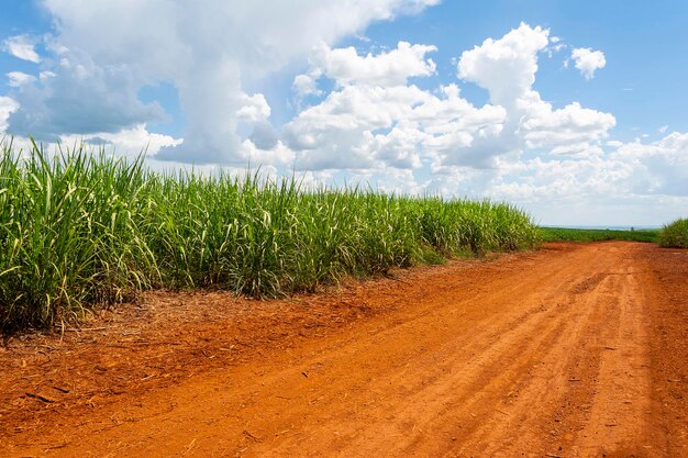 Photo sugarcane plantation on sunny day