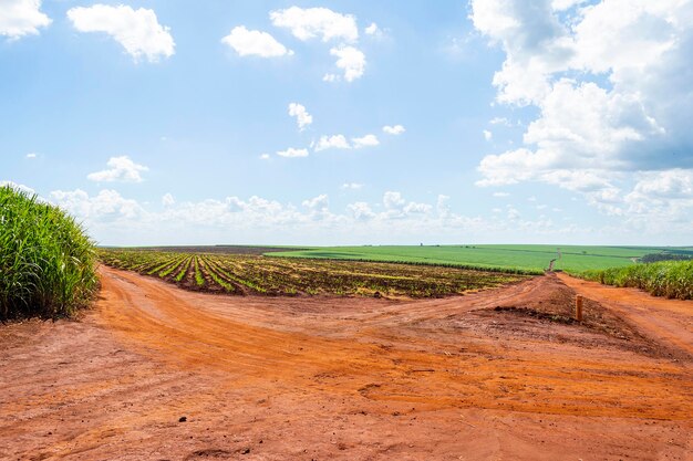 Photo sugarcane plantation on sunny day