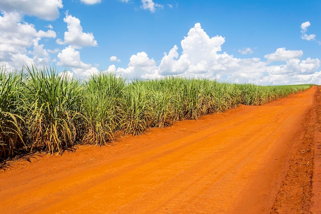 Sugarcane plantation on sunny day