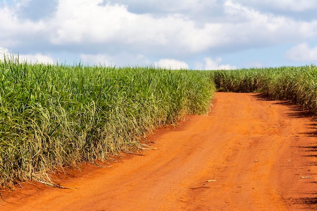 Photo sugarcane plantation on sunny day