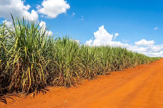 Photo sugarcane plantation on sunny day