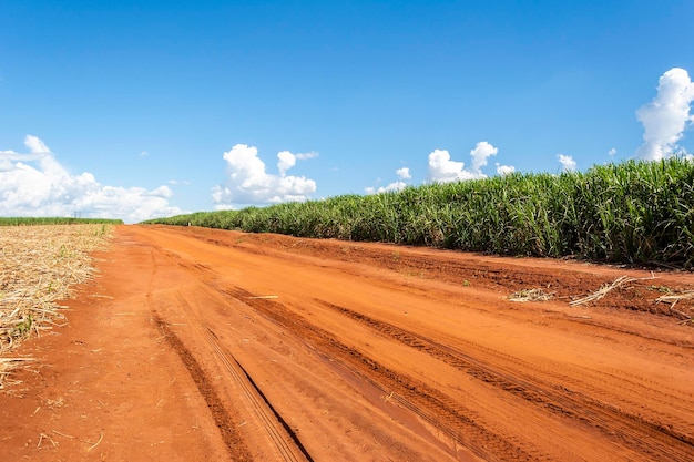 Photo sugarcane plantation on sunny day