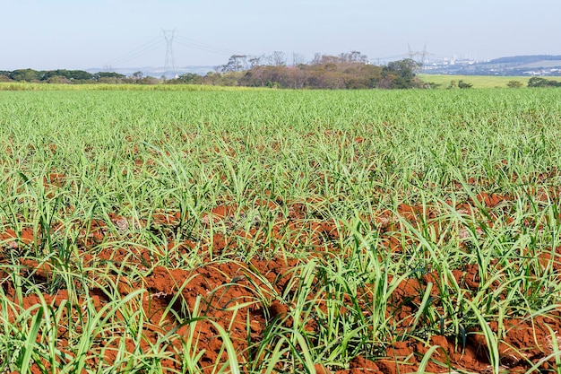 Sugarcane plantation on sunny day