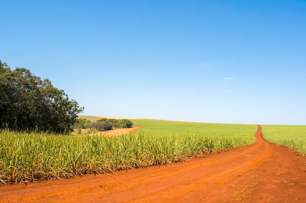 Sugarcane plantation on sunny day