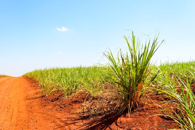 Sugarcane plantation on sunny day