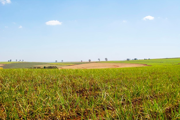 Sugarcane plantation on sunny day