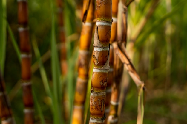 Sugarcane planted to produce sugar and food Food industry Sugar cane fields