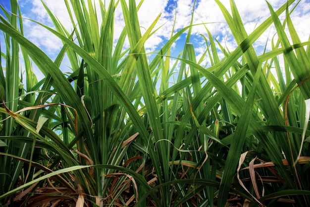 Sugarcane with blue sky.