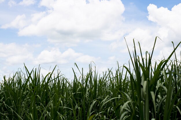 Sugarcane with the sky for nature background.