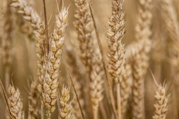 Suggestief macrodetail van natuurlijke biologische rijpe gerstpiek