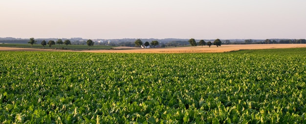 Suikerbieten en granen veld in de zomer