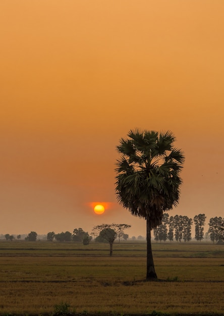 Suikerpalm en zonsondergang