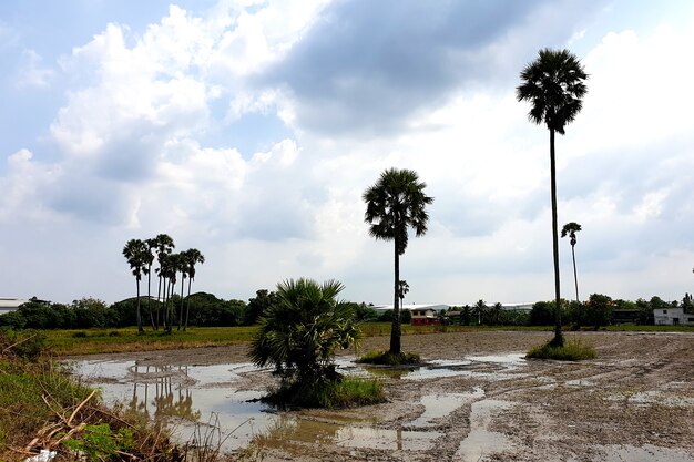 Suikerpalm in het ploegende rijstveld