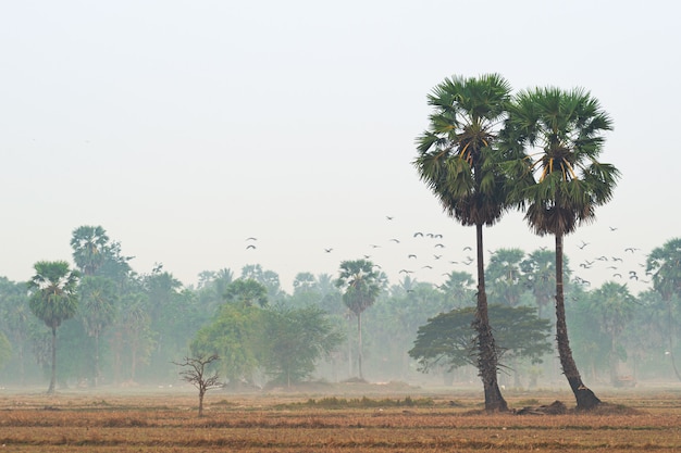 Suikerpalm in het veld in de ochtend