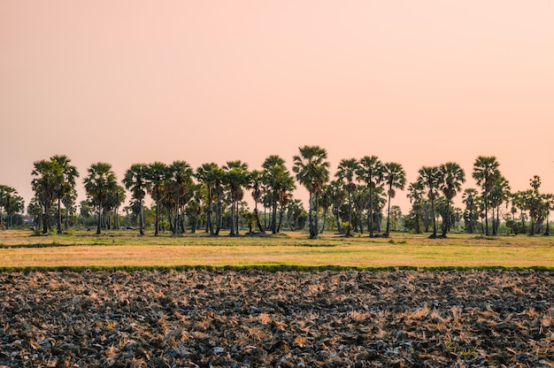 Suikerpalm op rijstvelden