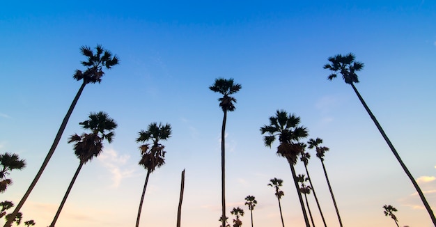 Suikerpalm op zonsondergang