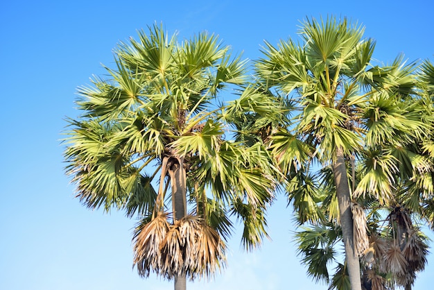 Suikerpalm