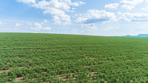 Suikerriet hasvest plantage antenne. Luchtfoto bovenaanzicht van een landbouw velden. Suikerriet boerderij.
