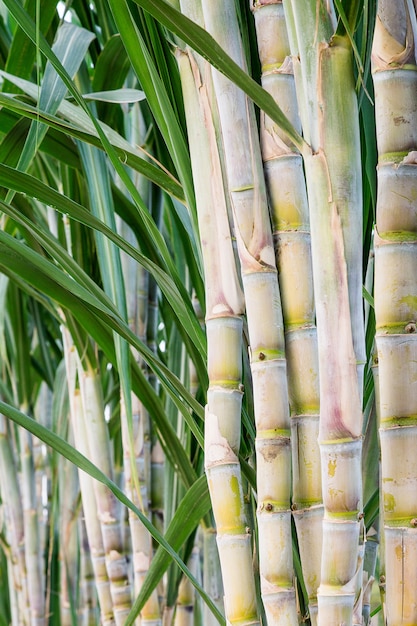 Suikerriet in de tuin voor consumptie.