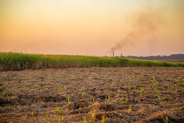 Suikerriet plantage zonsondergang