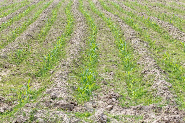 Suikerriet planten