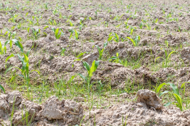 Suikerriet planten