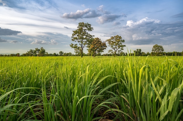 Suikerriet veld met blauwe lucht.