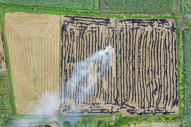 Suikerriet verbranden in plantage om te oogsten