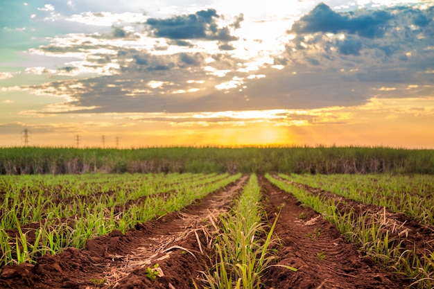 Suikerriet zonsondergang plantage mooi