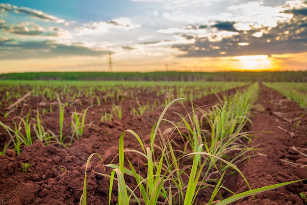 Suikerriet zonsondergang plantage mooi