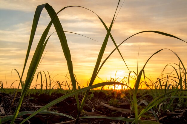 Foto suikerriet zonsondergang