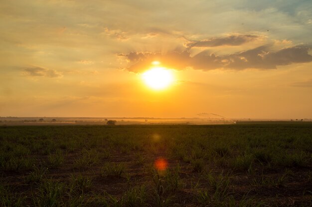 Suikerriet zonsondergang