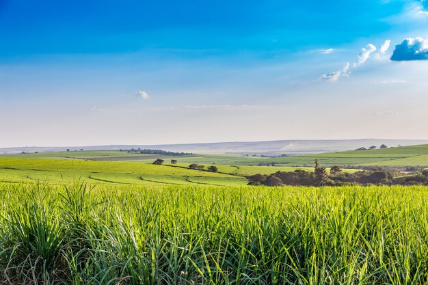 Suikerrietplantage op het platteland van Brazilië