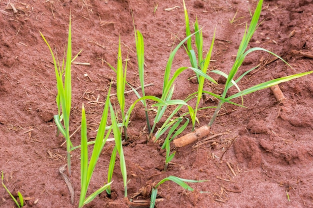 Suikerrietplantage op zonnige dag