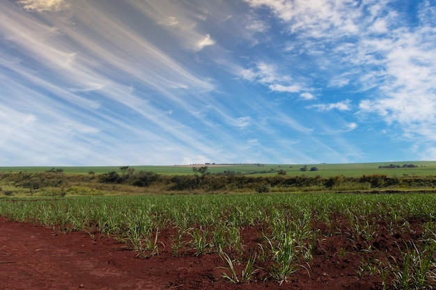 Suikerrietplantageboerderij met filmische lucht vol wolken en zonsondergang Boerderijveld op zonnige dag