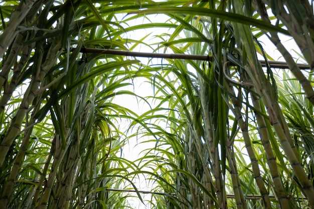 Suikerrietveld met groeiende planten