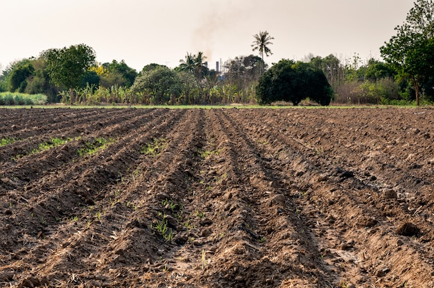 Suikerrietzaailing planten op rijgrond in plantage