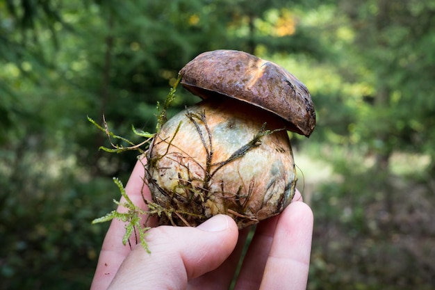 Photo suillellus luridus boletus in a hand high quality photo