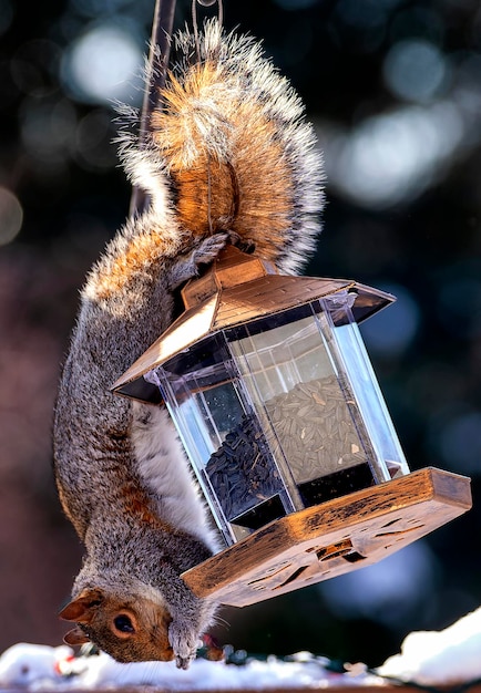 Photo a suirrel hangs down on the bird feeder