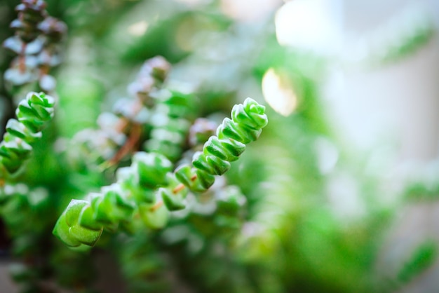 Photo sukkulent crassula hottentot