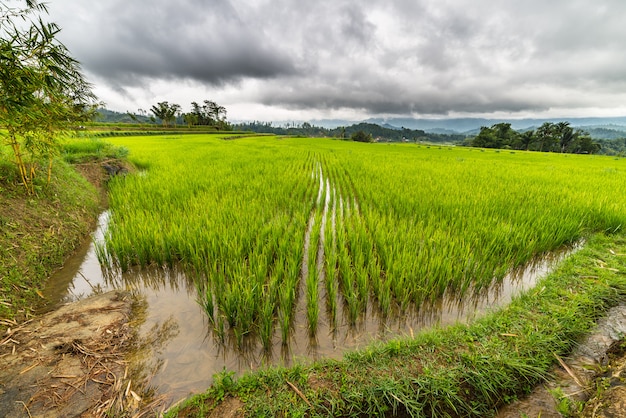 Sulawesi rice fields