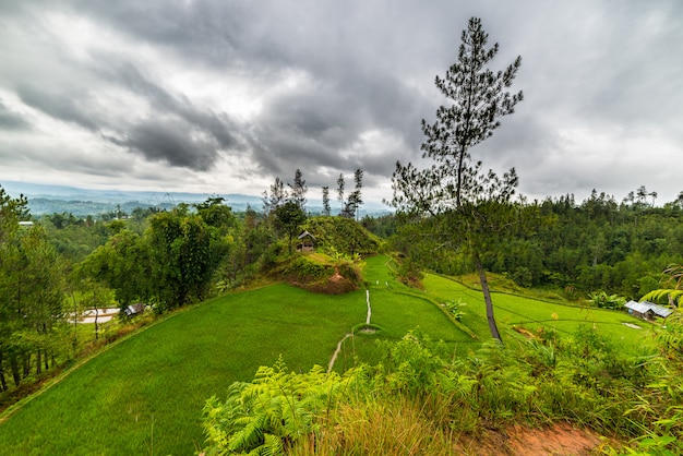 Sulawesi rijstvelden