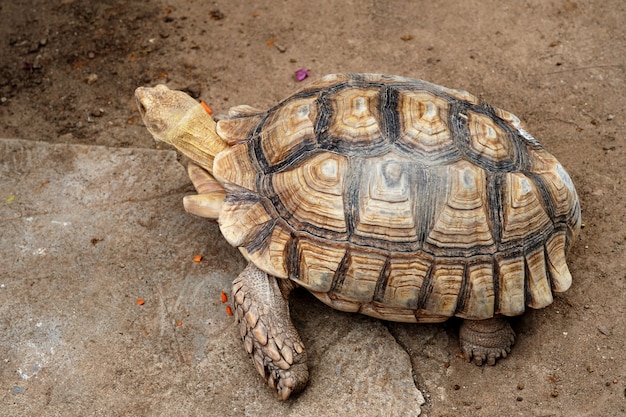 Sulcata-schildpad Geochelone Sulcata in de dierenboerderij